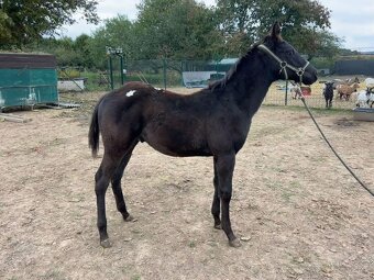 Hříbata Apaloosa - 4