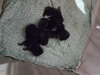 Prodam štěňata Rotvajller - Československý vlčák - 4