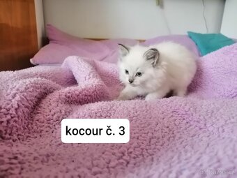 Ragdoll koťátka - 4
