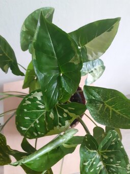 Syngonium 4 - 4