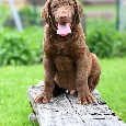 Hnědý retriever(jako hnědý labrador-chesapeake)sPP - 4