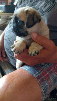Mops - 4