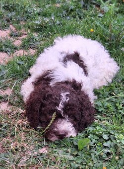Lagotto romagnolo s PP (italský vodní pes) - 4