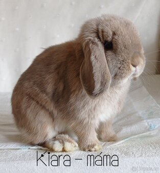 Zakrslý králíček Mini lop - 4