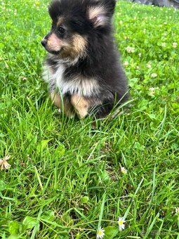 Pomeranian - 4