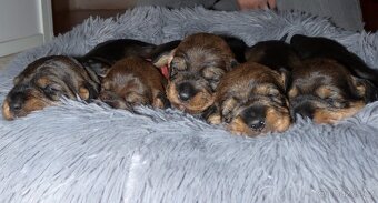 Jezevčík standard drsnosrstý s PP - 4