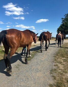 PODZIM U KONÍ 🍂 - 4