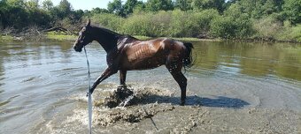 Hledáme nový domov pro našeho parťáka ❤️ - 4