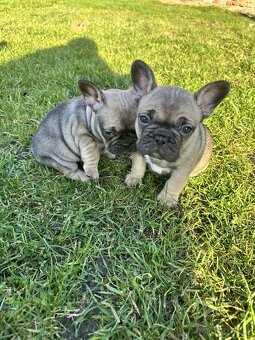 Francouzský buldoček - 4