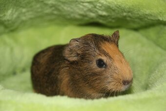 Morčecí chlapečci - 4