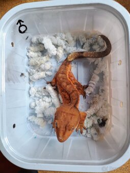 Pagekon řasnatý ( Rhacodaktylus Ciliatus) - 4