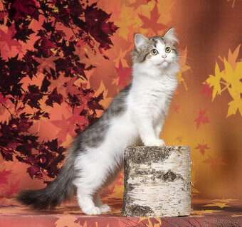 Sibiřská kočka,  kočička s PP - 4