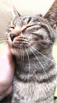 Daruji tříletou kočičku - 4