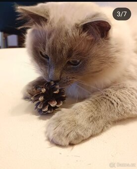 Daruji kocourka Ragdoll 7let do dobrých rukou - 4