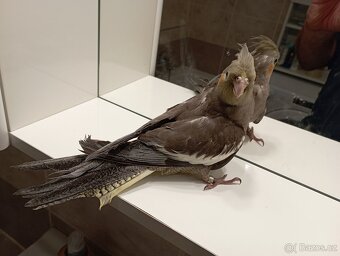 Korelky ručně dokrmené Brno - 4