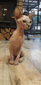 Sphynx - 4