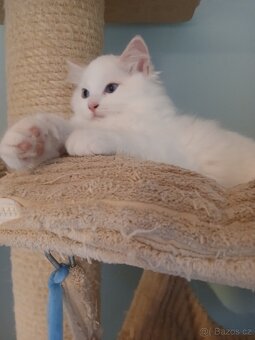 Ragdoll kocourci s PP - 4