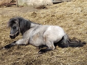 Prodej klisny Shetland pony - 4