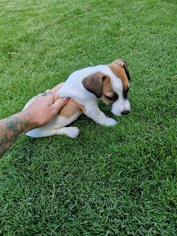 Jack russell terier - 4