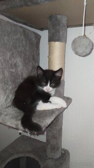 Kočka Evropská & Ragdoll - 4