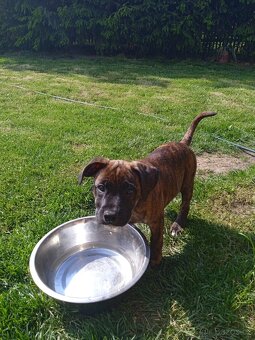 Americký pitbul teriéra - 4