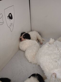 Šteniatko tornjaka s PP - 4