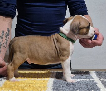 Americký stafordšírský teriér s PP - 4