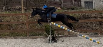 Mohutný, vysoký valach A1/1 na rekreaci i do sportu - 4