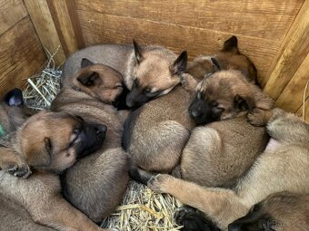 šteniatka kríženec nemecko-belgický ovčák (cross) - 4
