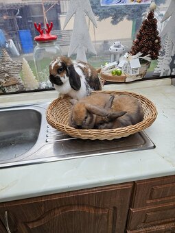 Zakrslý králík - 4