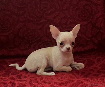 Čivava krátkosrstá s PP - 4