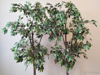 Umělý fíkovník (Fejka IKEA) - 4