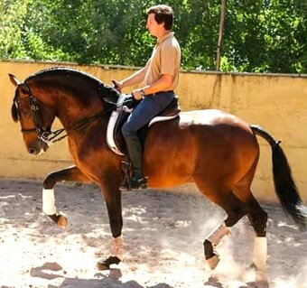 Lusitano hřebec - připouštění - 4