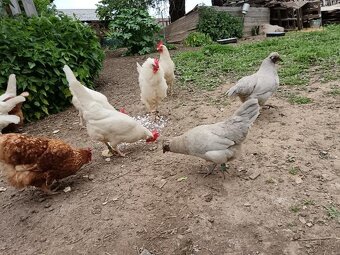 Prodám kuřátka  Arakuana levandulová nebo násadová vejce - 4