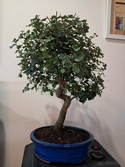Bonsai,bonsaj Dub - 4