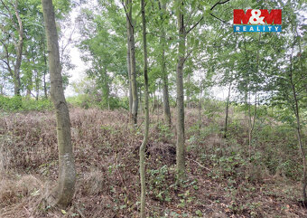 Prodej ovocného sadu, 163 m², Bystřice - 4