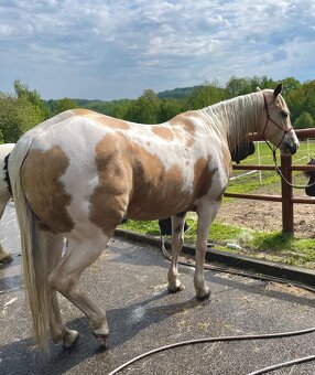 Desetiletá klisna APH - 4