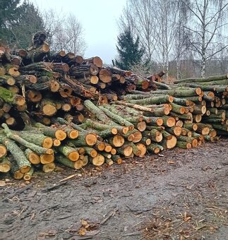 Levné palivové dřevo Žatec ( AKCE vše suché) - 4