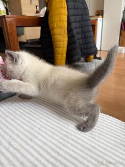 Britský kocourek - 4