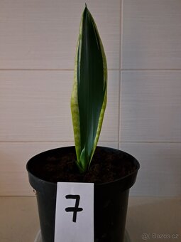 Sansevieria "tchynin jazyk" - 4