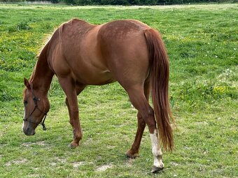 Paint horse APH - 4