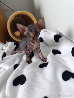 Kanadský sphynx - 4