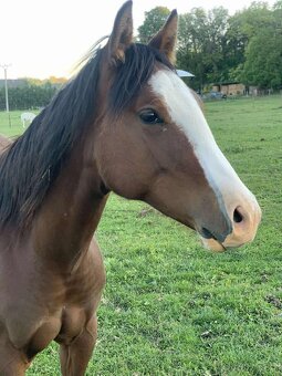 🌟🐴Na predaj výnimočný QH žrebček - 4