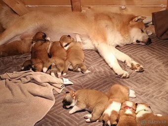 Akita Inu - 4