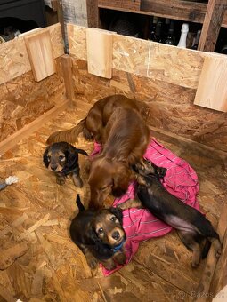 Jezevčík dlouhosrstý standard - 4