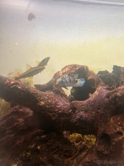Akvárium - 4