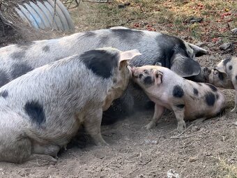 Prodám letošní selata pastevního prasete – typ kune-kune - 4