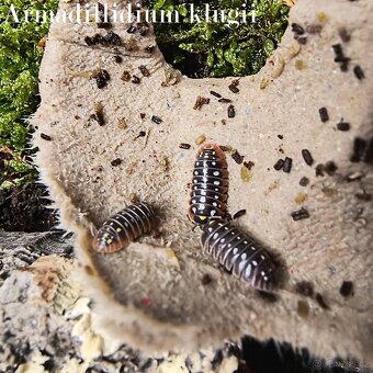 ISOPODY·STÍNKY - Fauna trhy Ostrava 14.12. - 4