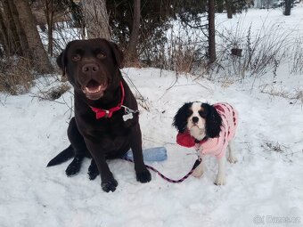 Labradorský retrívr s PP krytí - 4