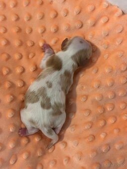 Cavalier King Charles spaniel - 4